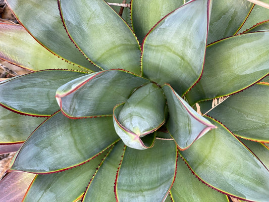 COLOR CRUSH: Desert Greens and Floral Tones