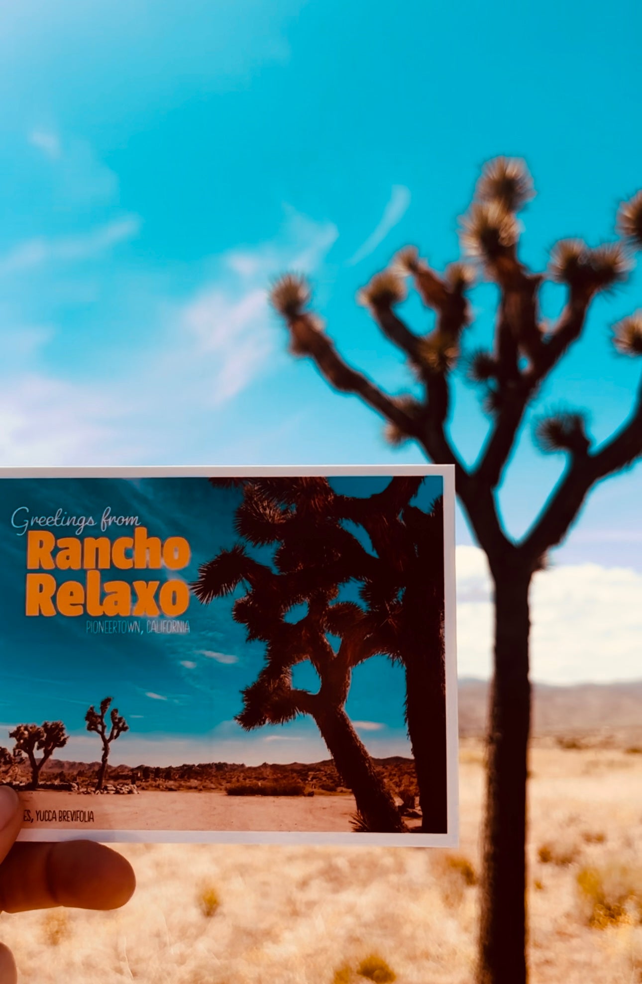 Palm Springs I Love You Postcards - Rancho Relaxo