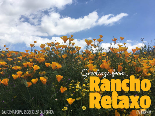Palm Springs I Love You Postcards - Rancho Relaxo